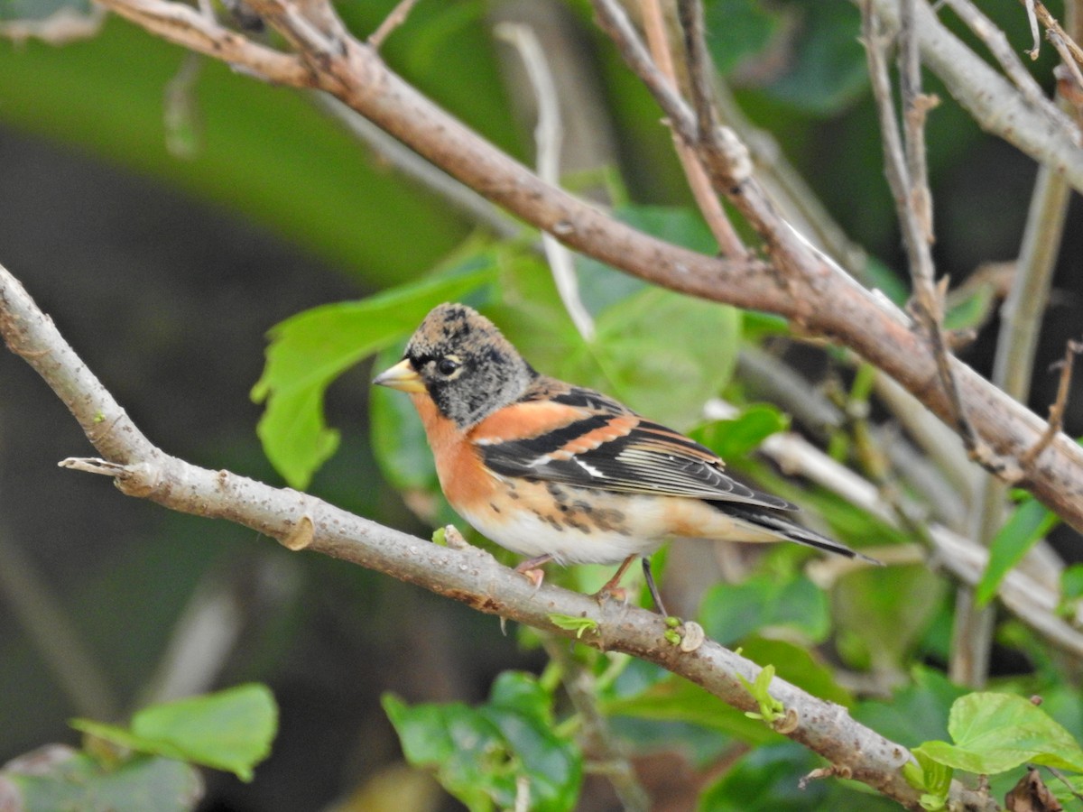 bjørkefink - ML646626991