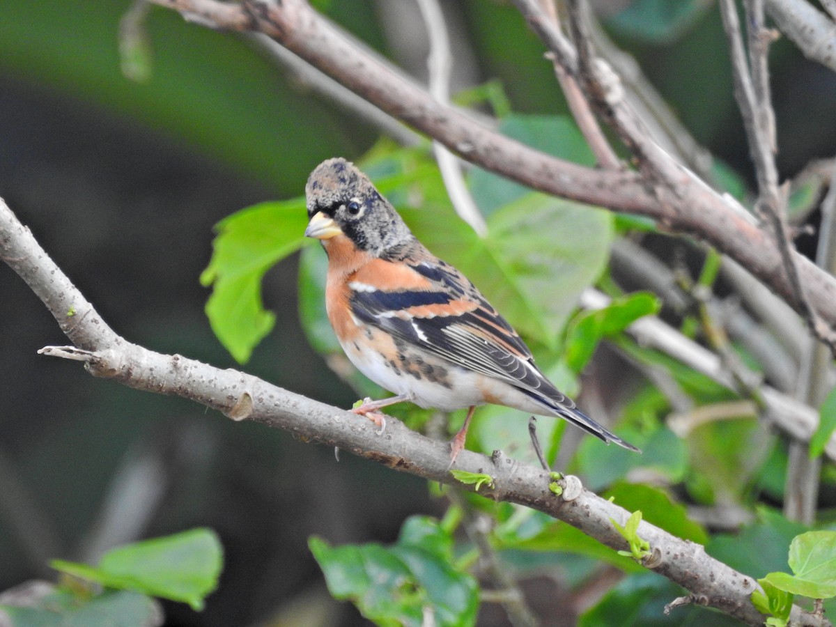 bjørkefink - ML646626993