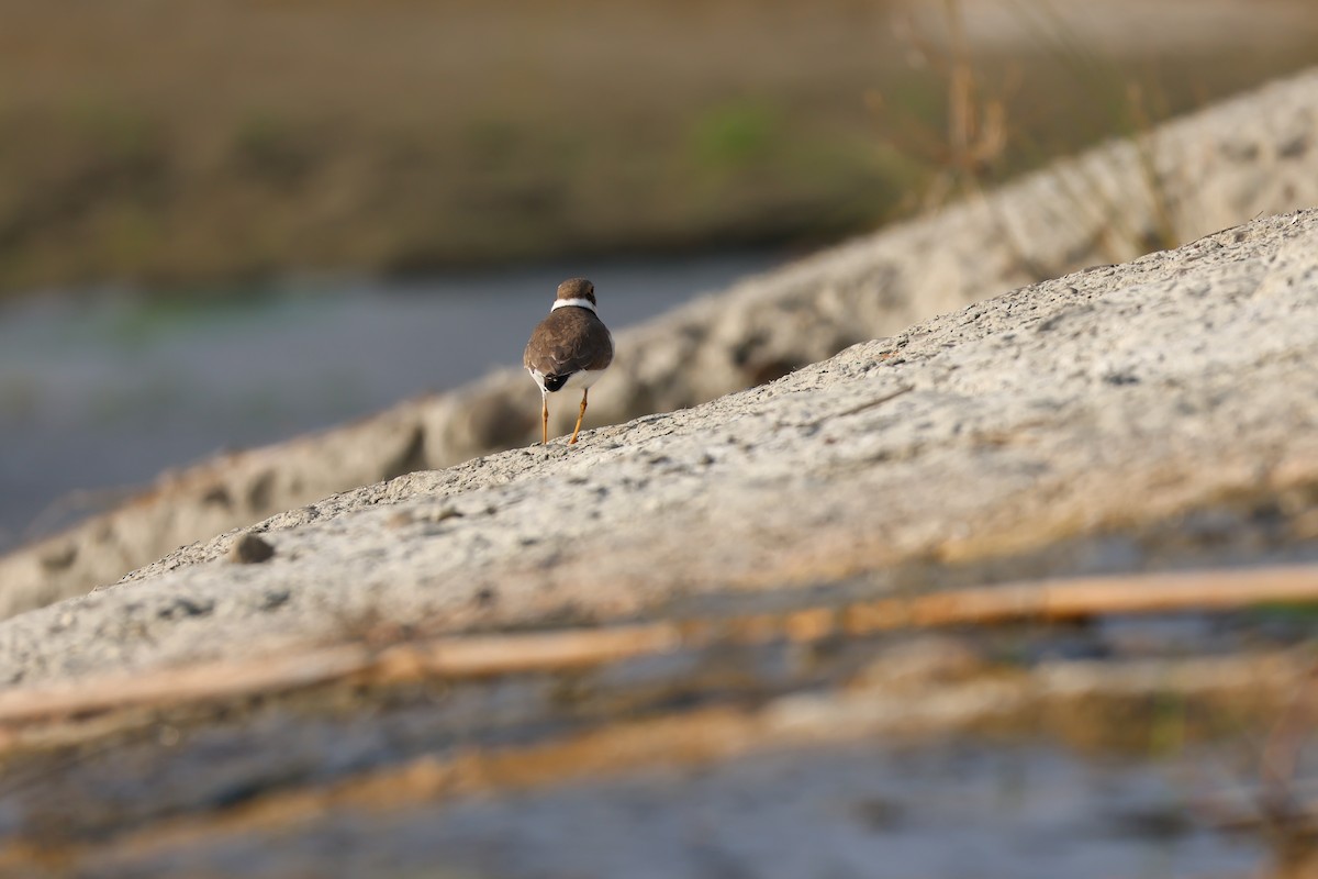 Little Ringed Plover - ML646626994
