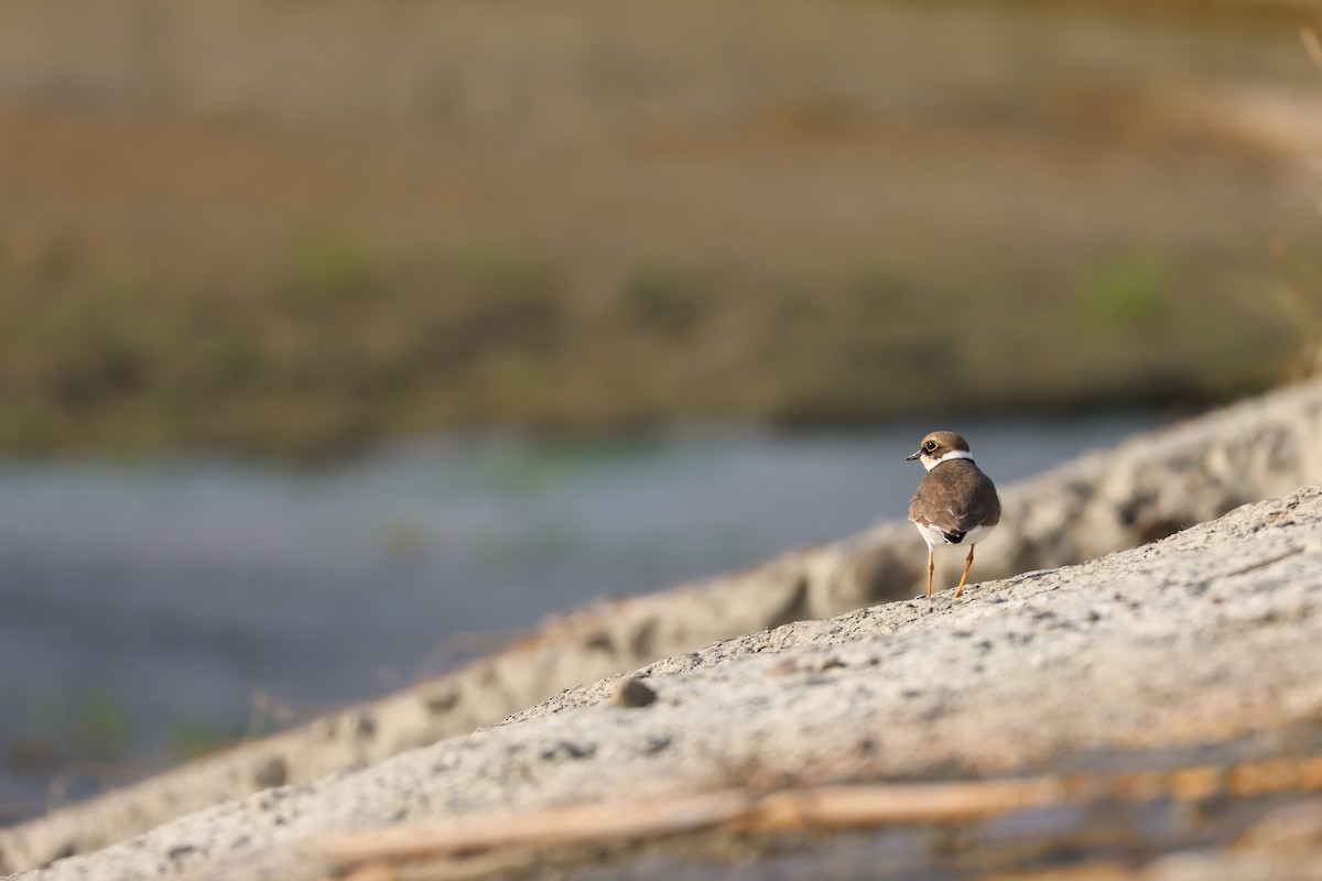 Little Ringed Plover - ML646626995