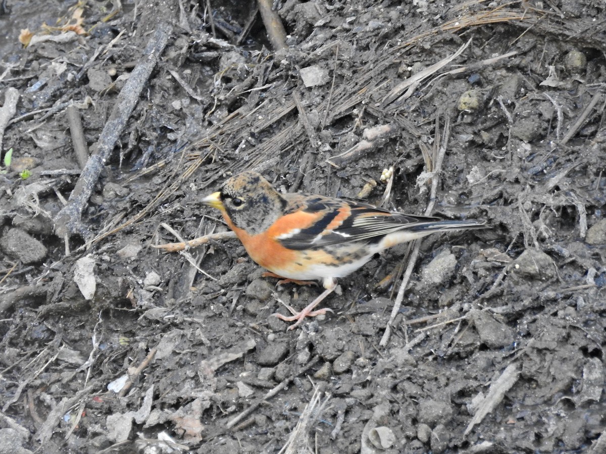 bjørkefink - ML646626996