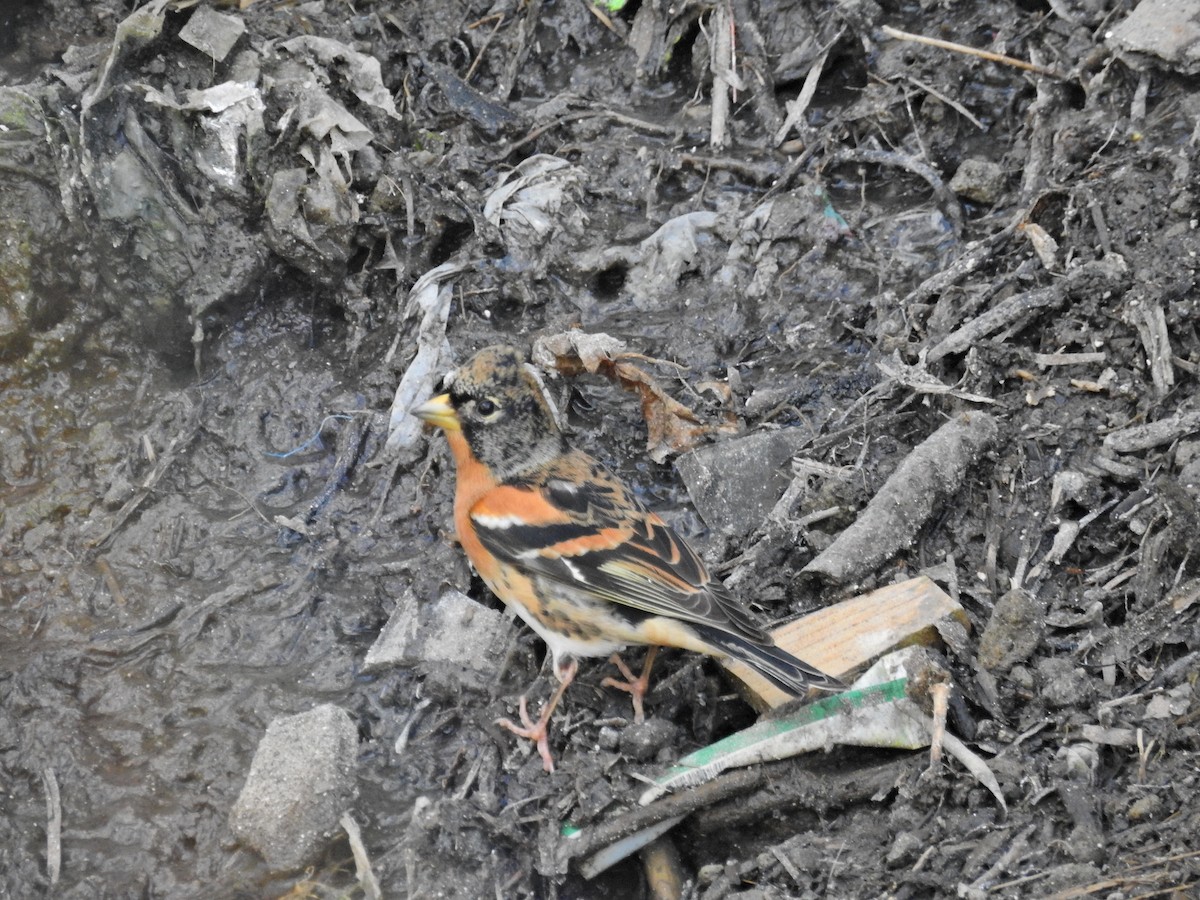 bjørkefink - ML646626997