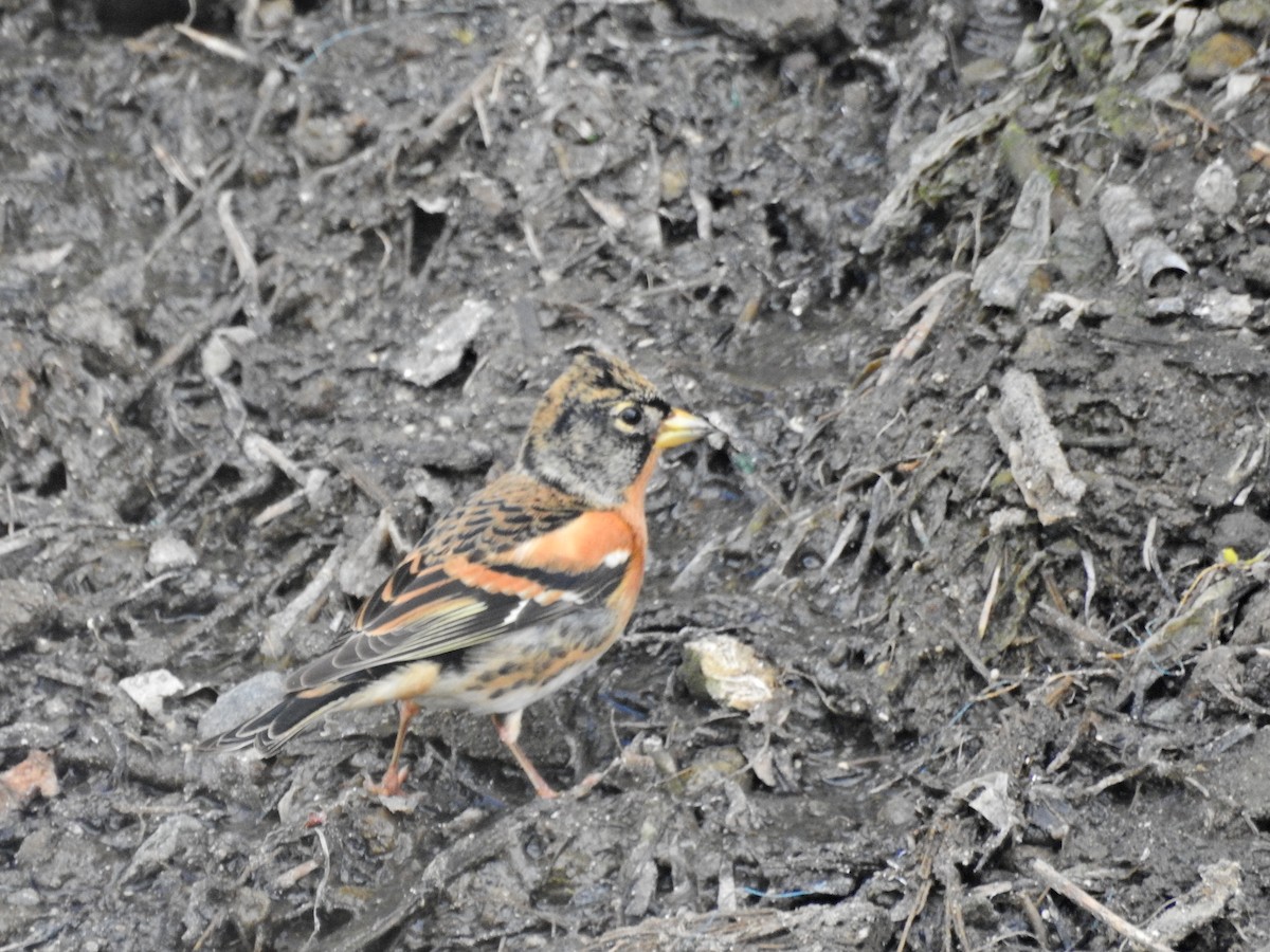 bjørkefink - ML646626998