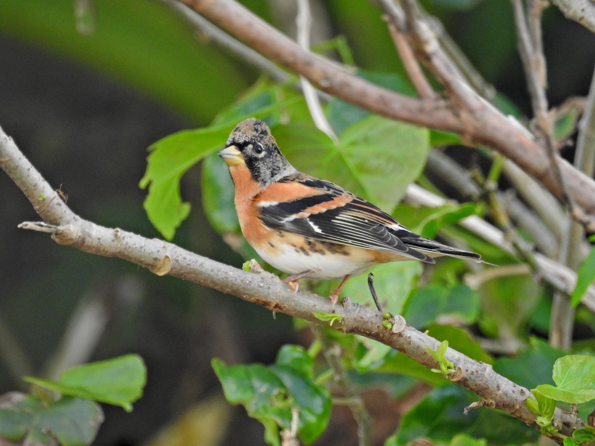 bjørkefink - ML646626999