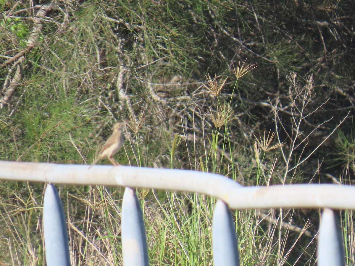 Australian Pipit - ML646627001