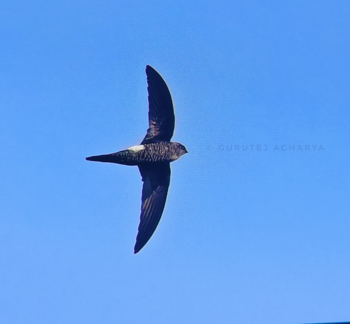 rorýs himálajský - ML646627003