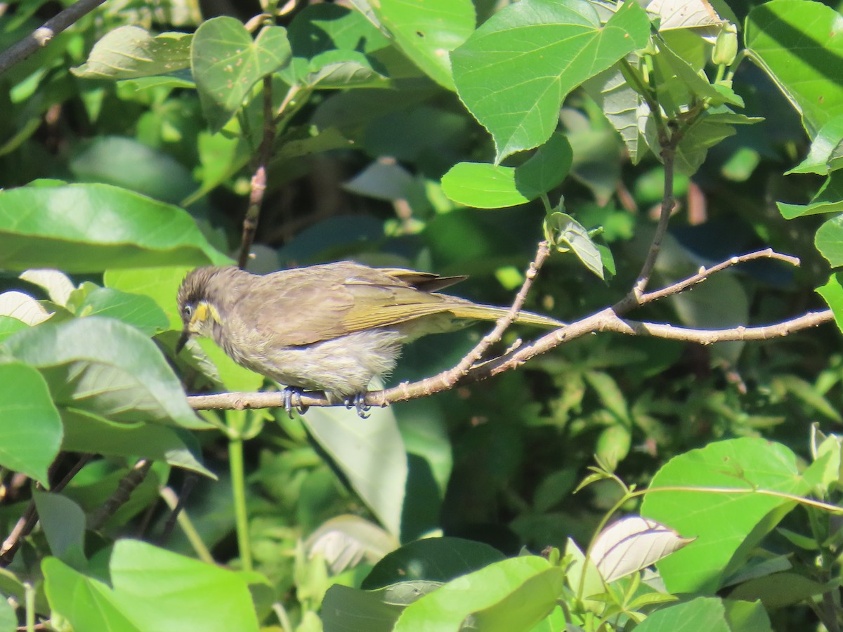 Желтогорлый медосос - ML646627006