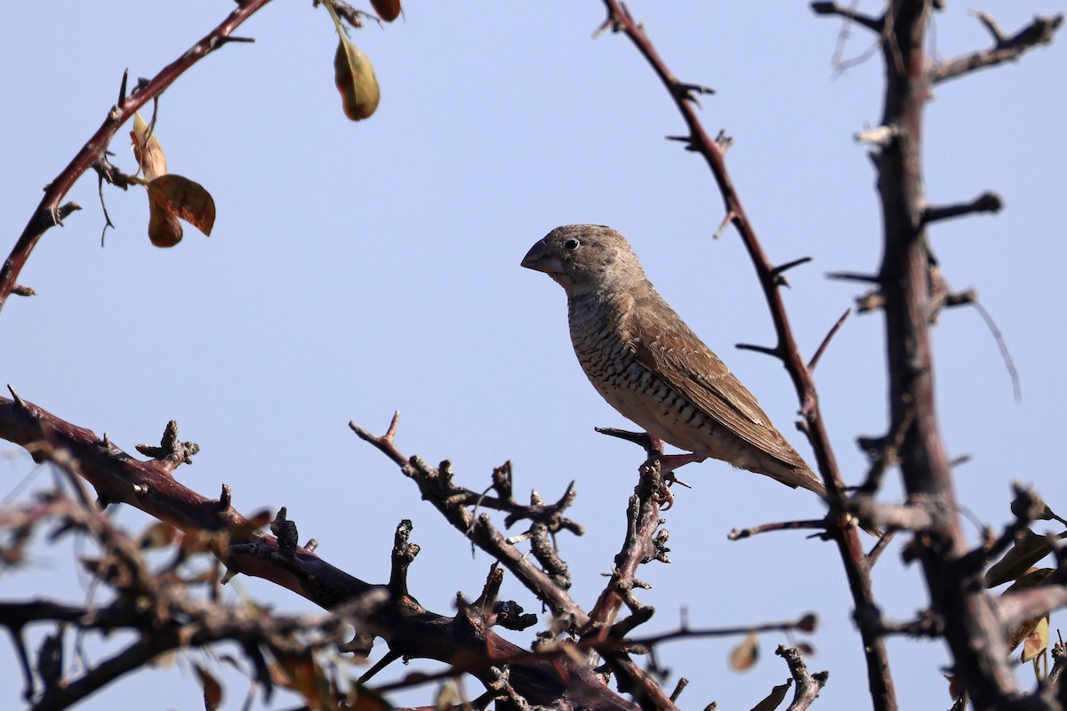 Red-headed Finch - ML646627012