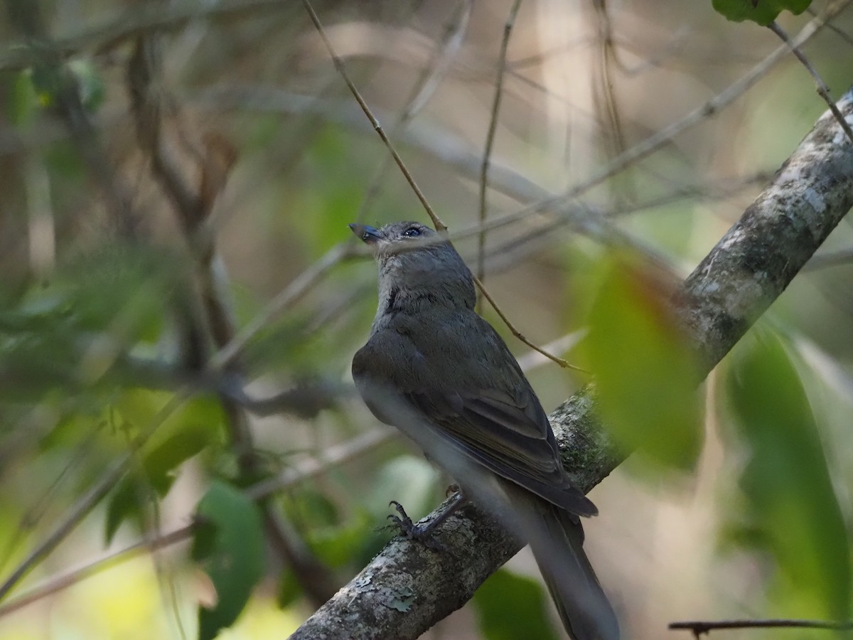 Golden Whistler - ML646627013