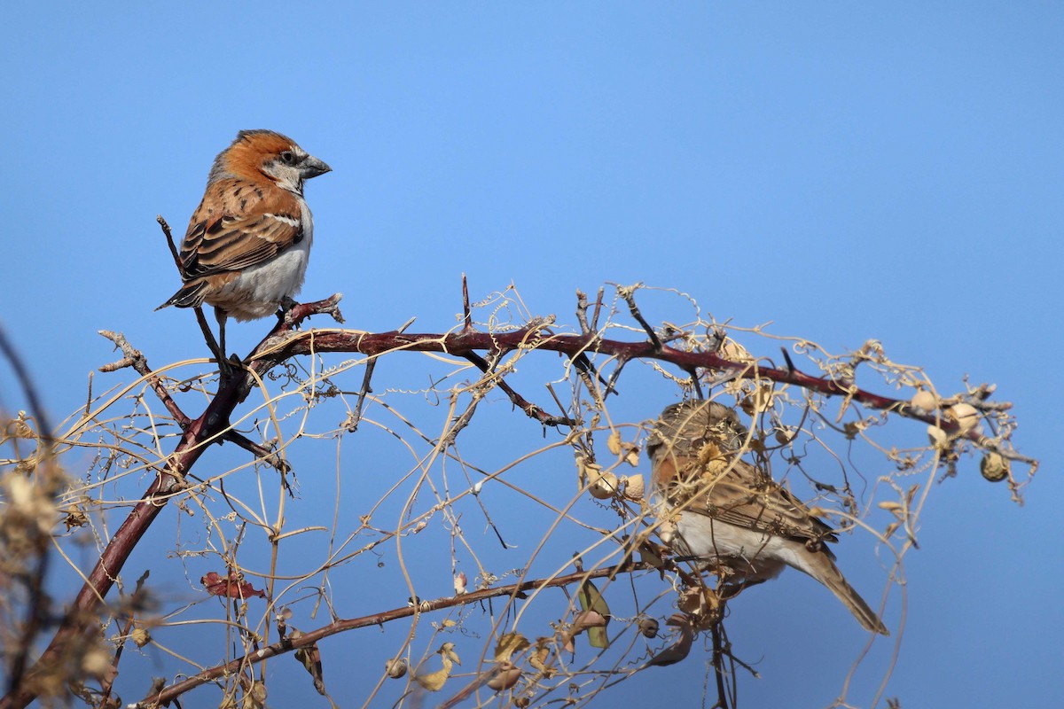 オオスズメ - ML646627016