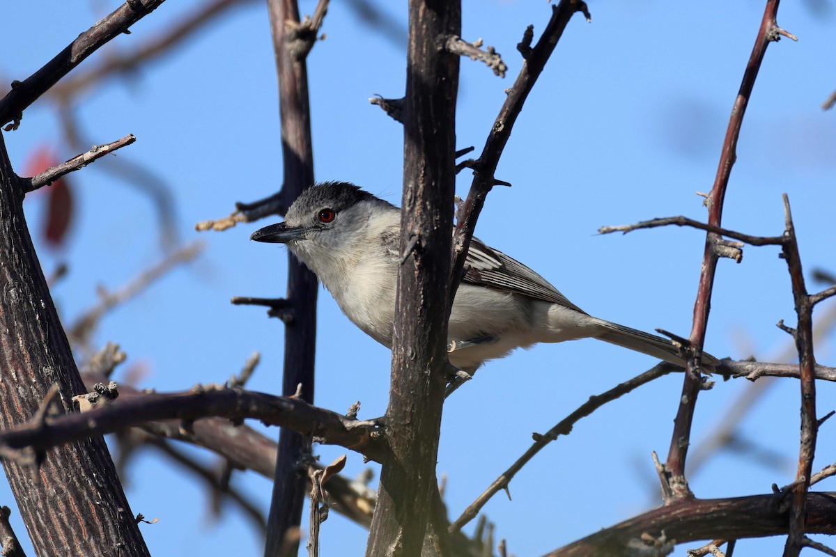 Black-backed Puffback - ML646627030