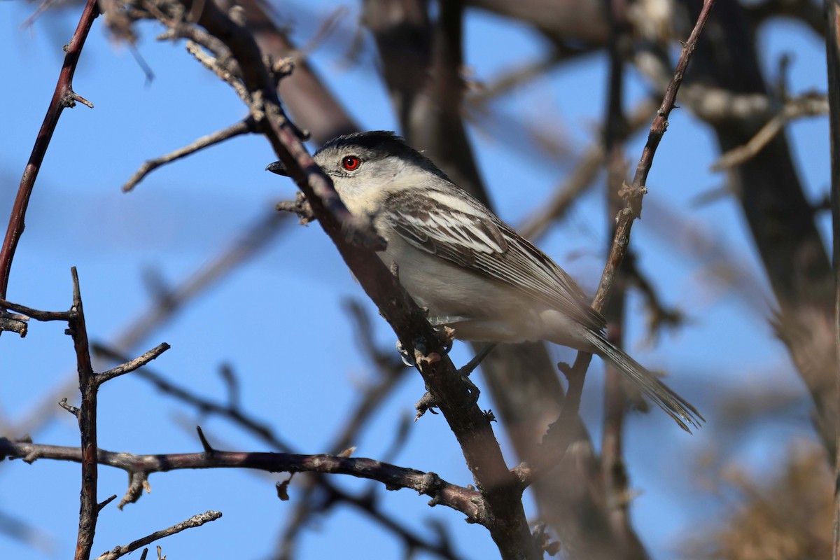 Black-backed Puffback - ML646627031
