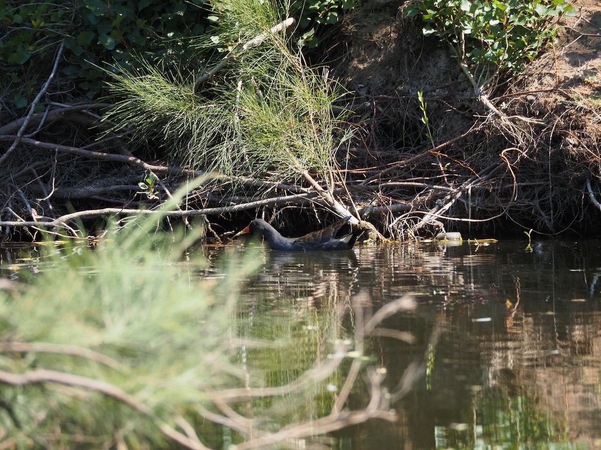Dusky Moorhen - ML646627033