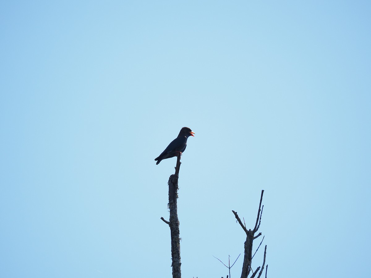 Dollarbird - ML646627035