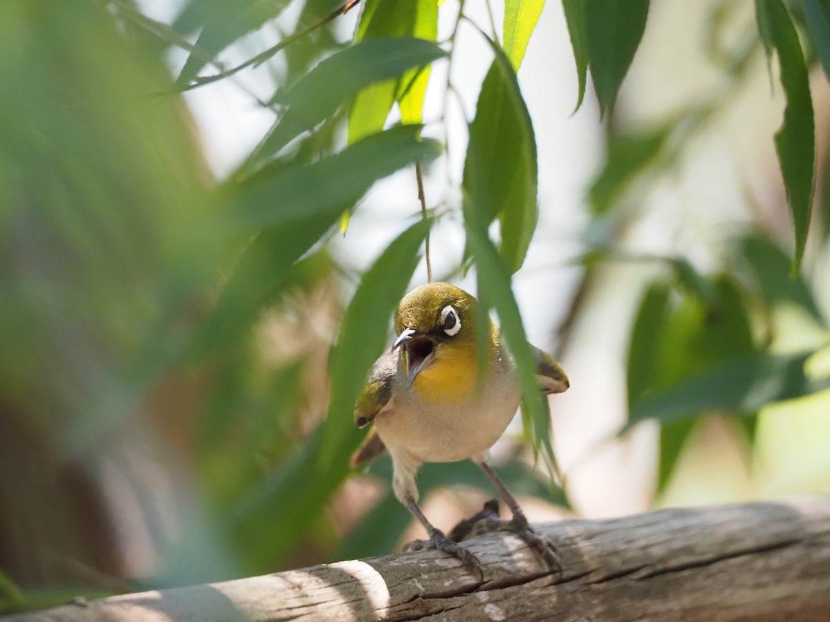 Silvereye - ML646627036