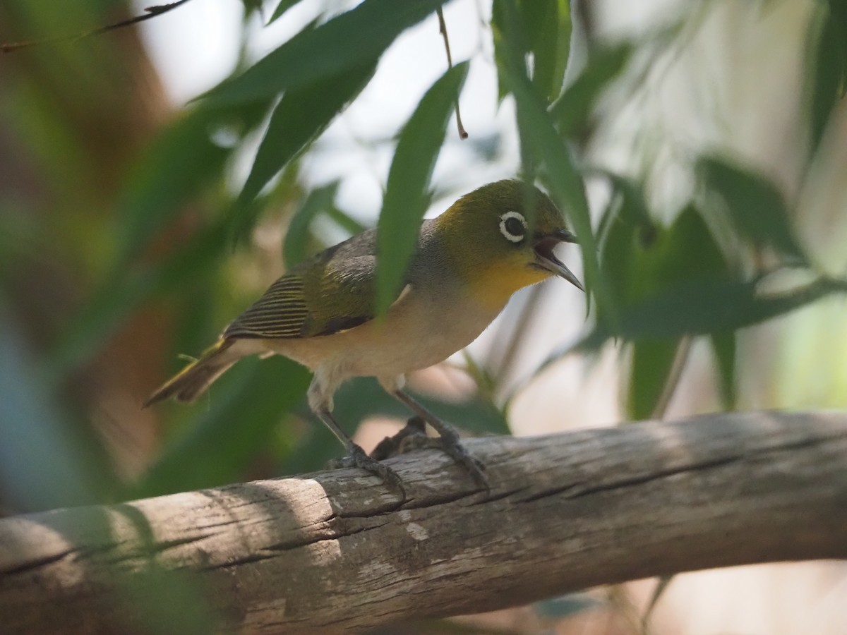 Silvereye - ML646627037
