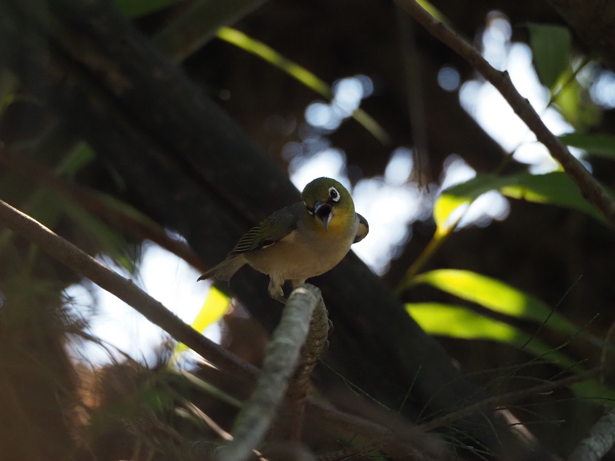 Silvereye - ML646627038