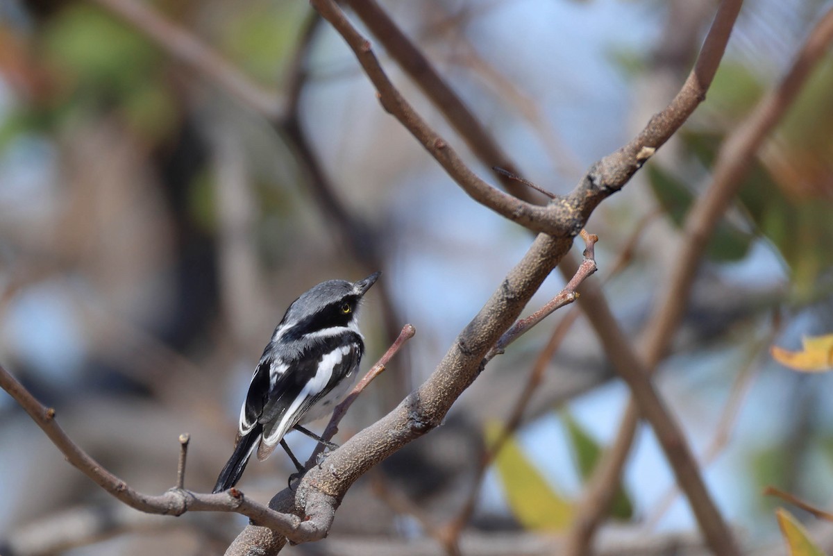 Pririt Batis - ML646627039