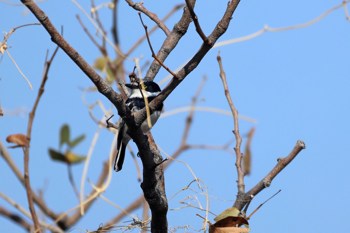 Pririt Batis - ML646627040