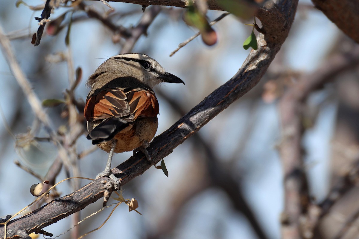 Brown-crowned Tchagra - ML646627044