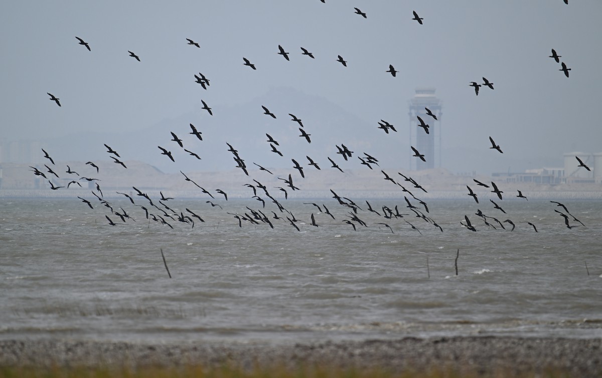 Great Cormorant (Eurasian) - ML646627046
