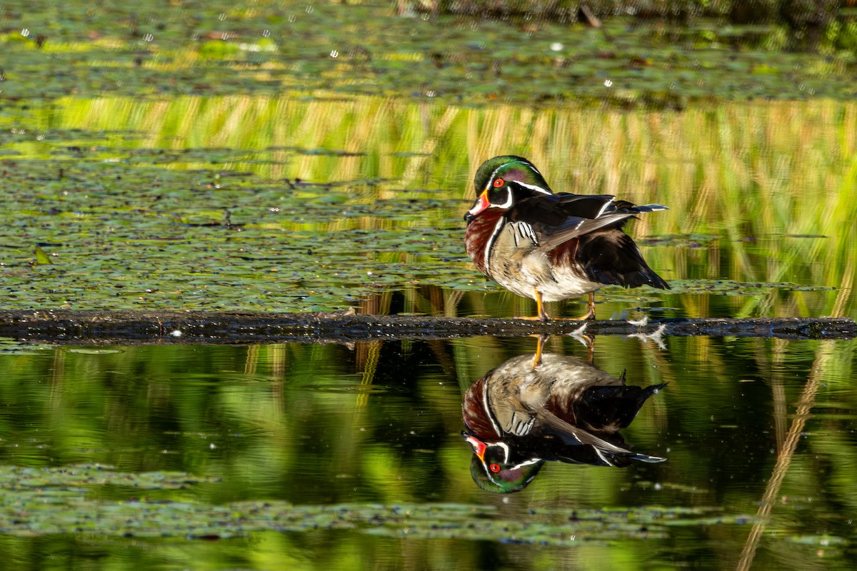 Pato Joyuyo - ML646627049