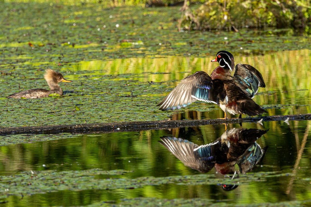 Pato Joyuyo - ML646627050