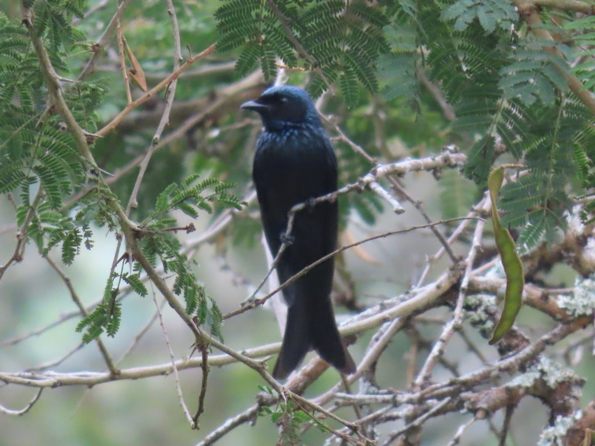 Bronzed Drongo - ML646627051