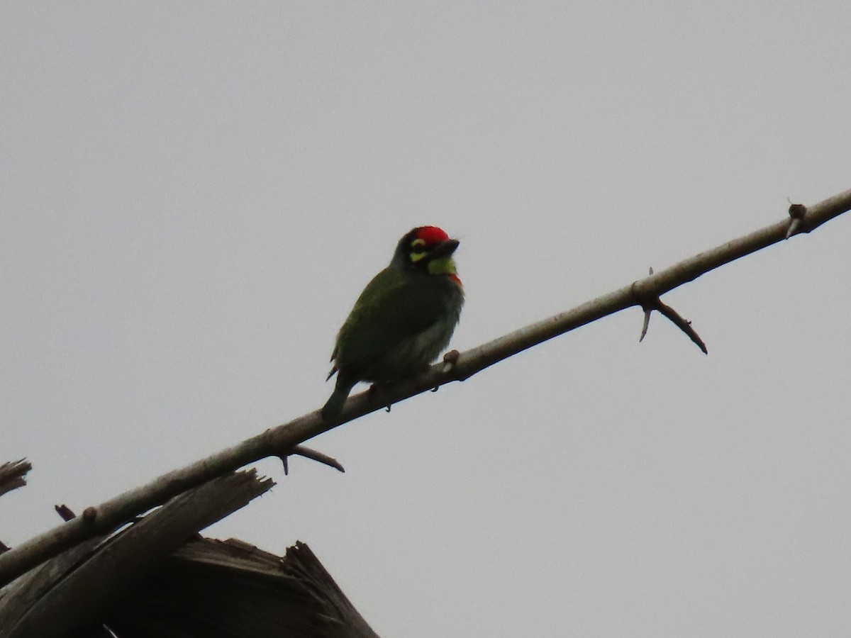 Coppersmith Barbet - ML646627054