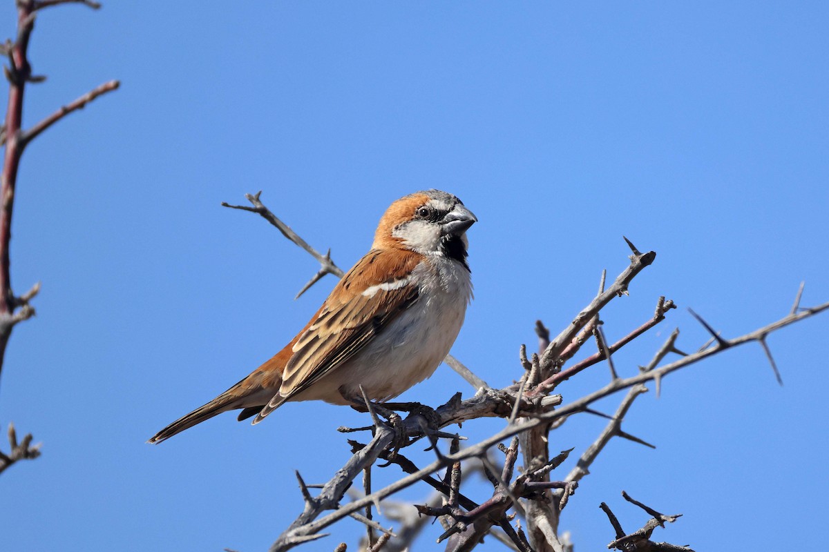 オオスズメ - ML646627060