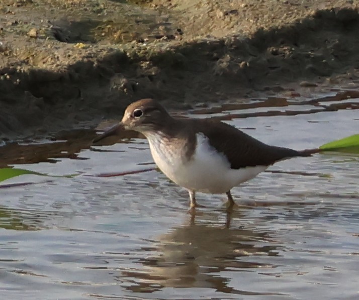 Common Sandpiper - ML646627063