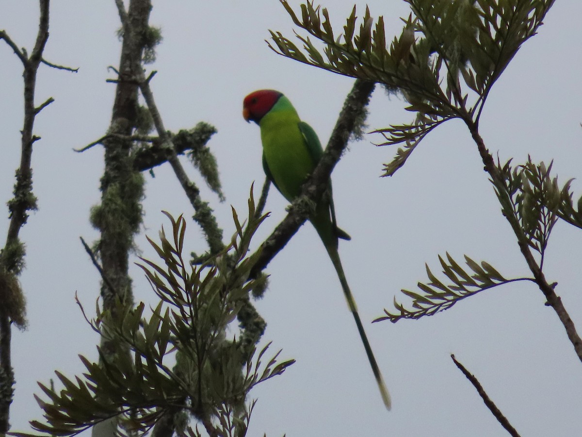 Perruche à tête prune - ML646627068