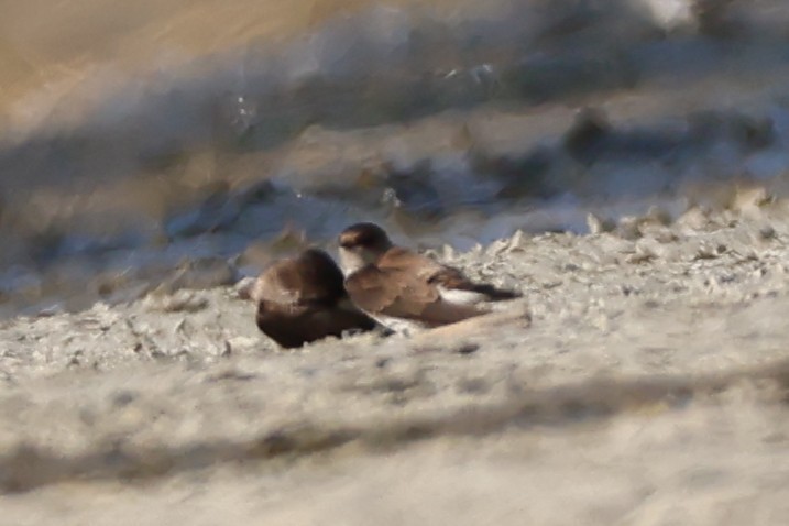 Gray-throated Martin - ML646627069