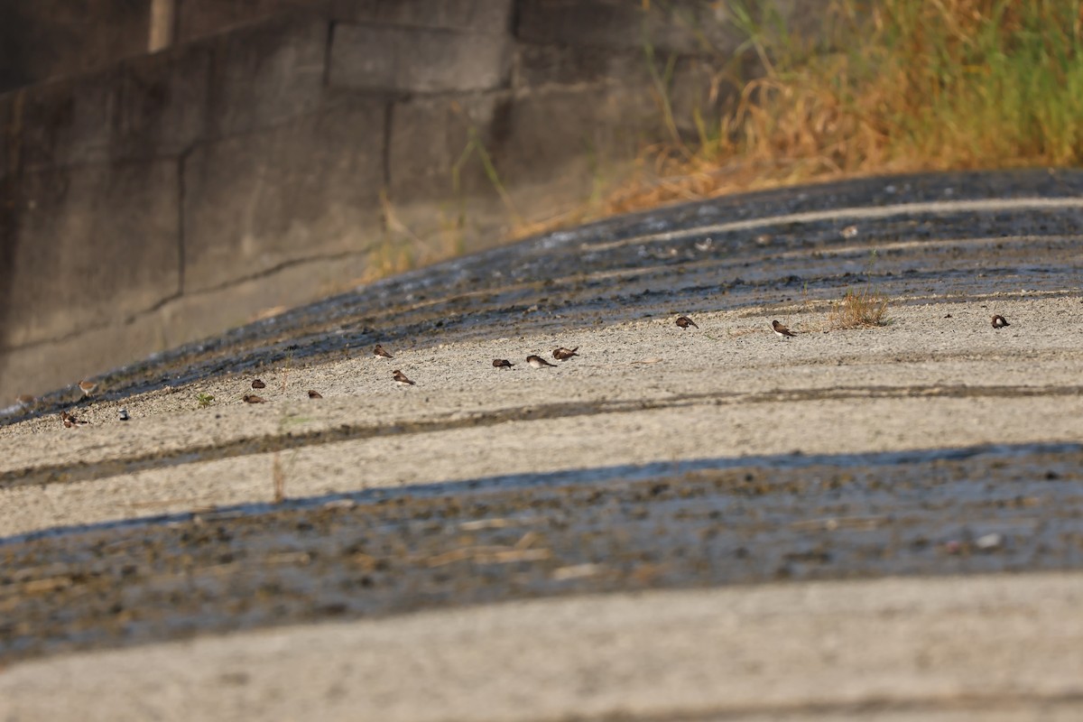 Gray-throated Martin - ML646627070