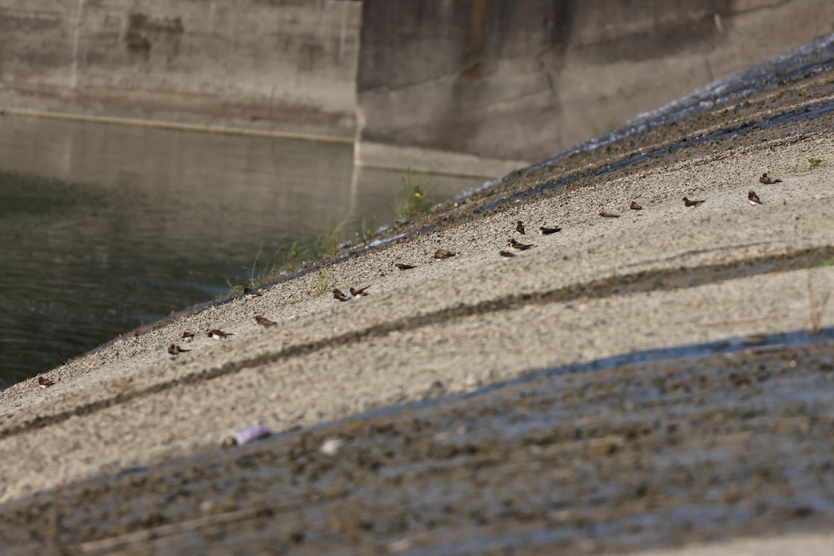 Gray-throated Martin - ML646627071