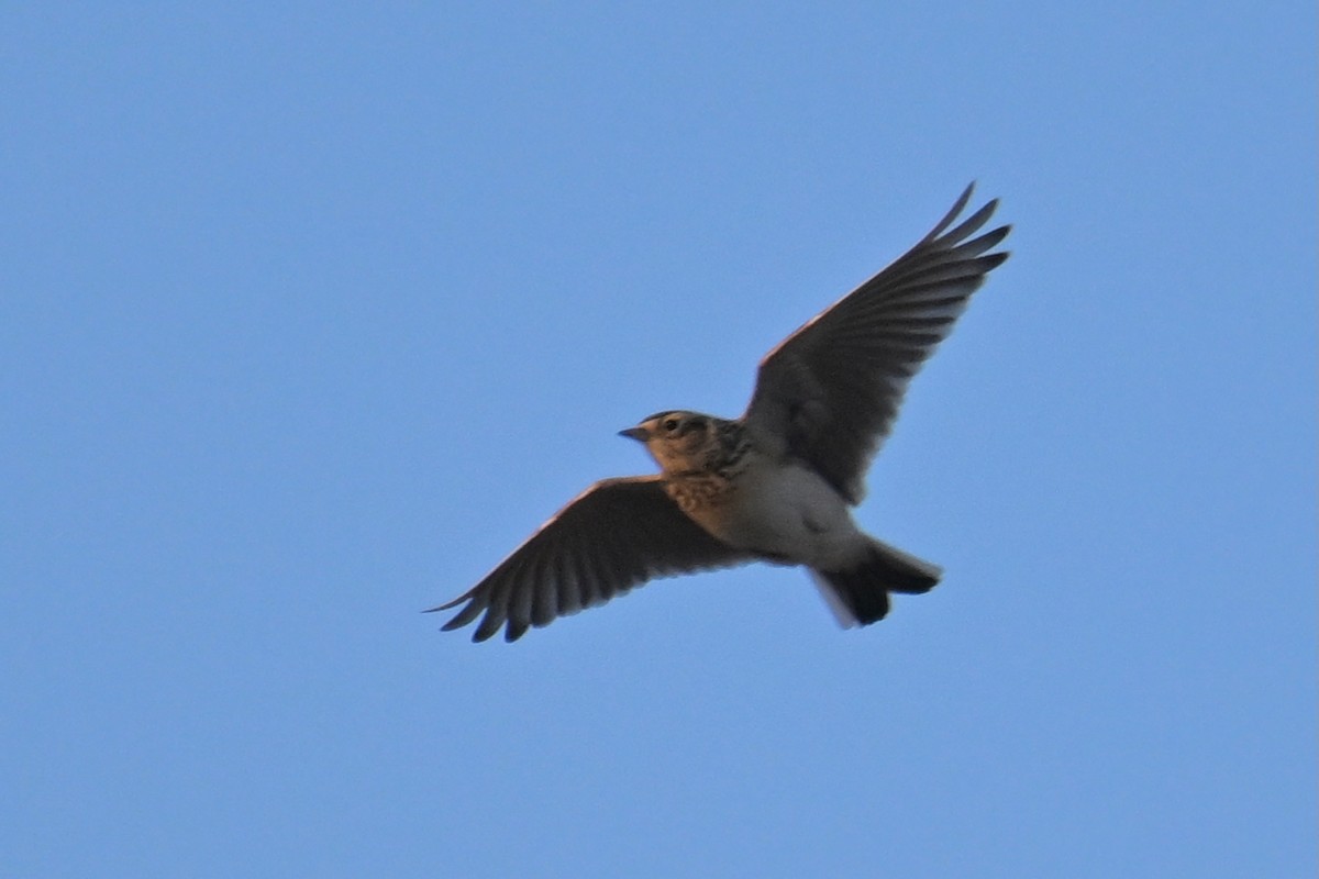 Eurasian Skylark - ML646627072