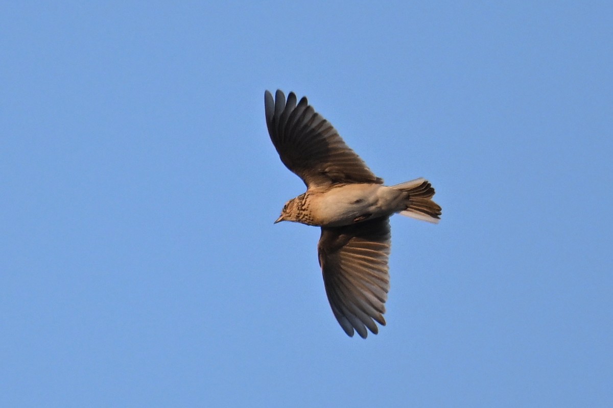 Eurasian Skylark - ML646627073