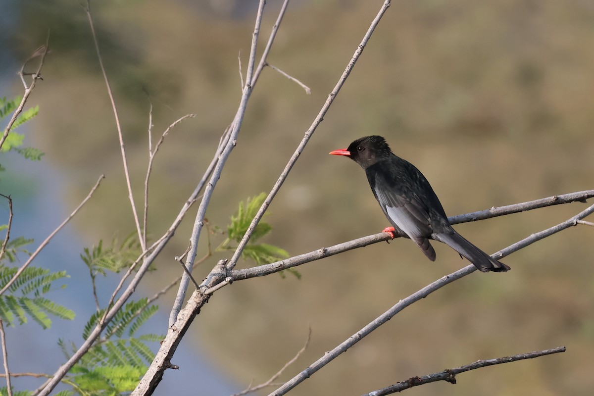 Black Bulbul - ML646627074