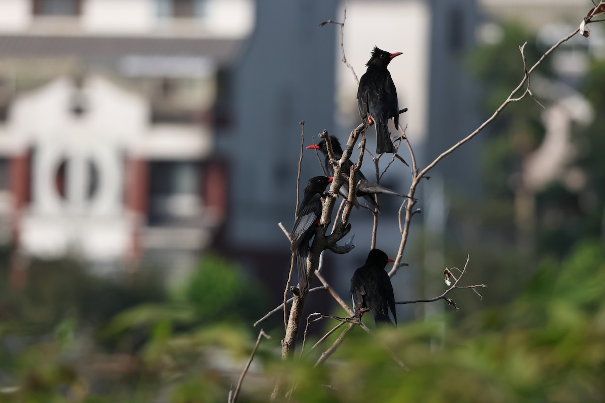 Black Bulbul - ML646627075