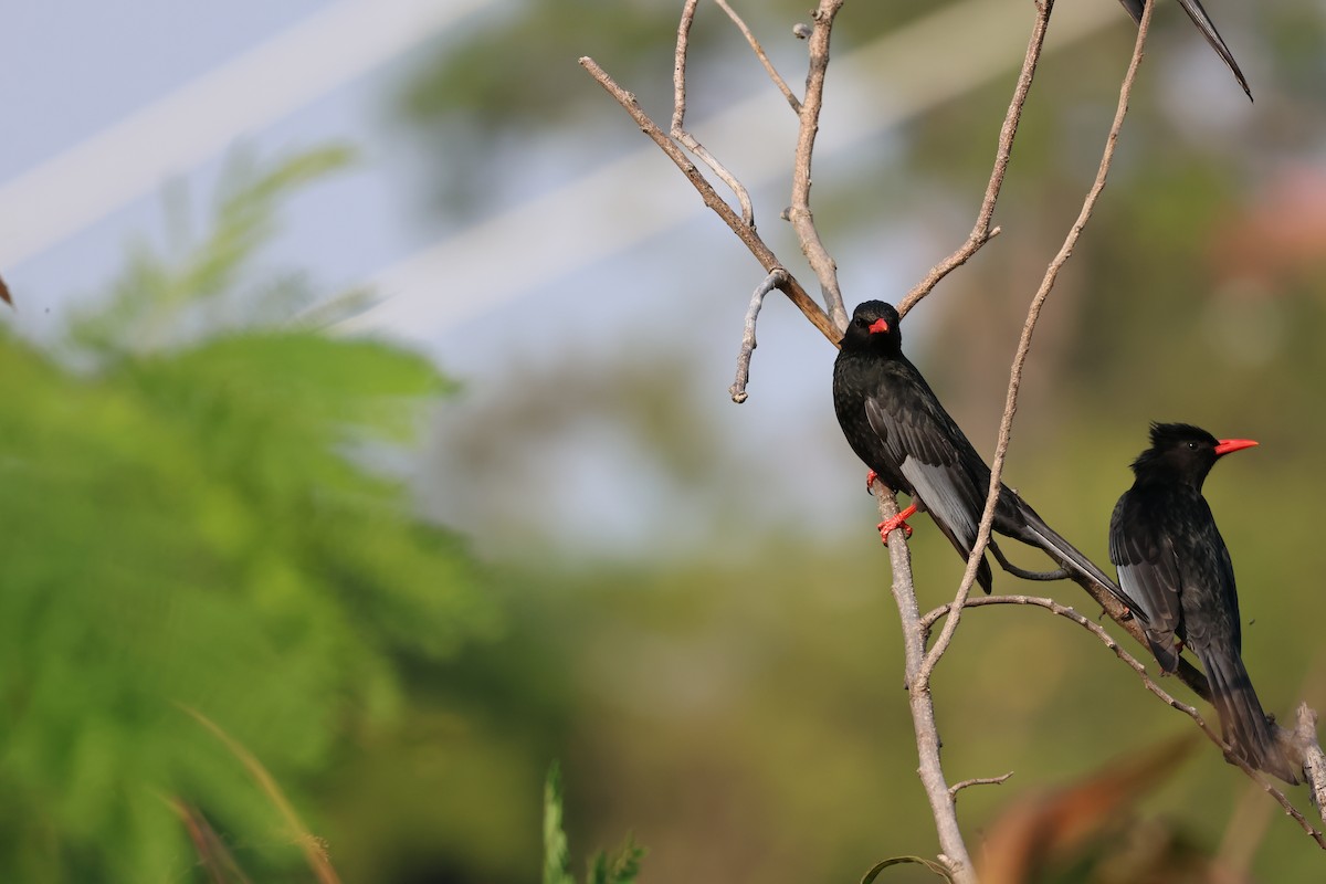 Black Bulbul - ML646627076