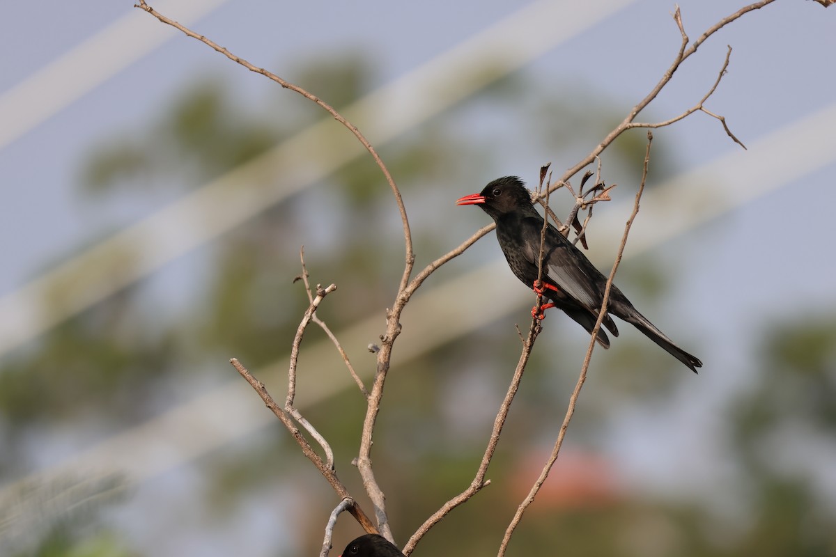 Black Bulbul - ML646627077