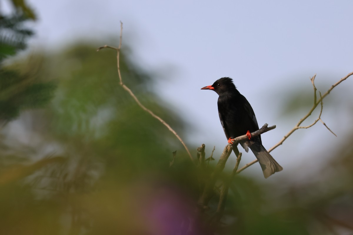 Black Bulbul - ML646627078