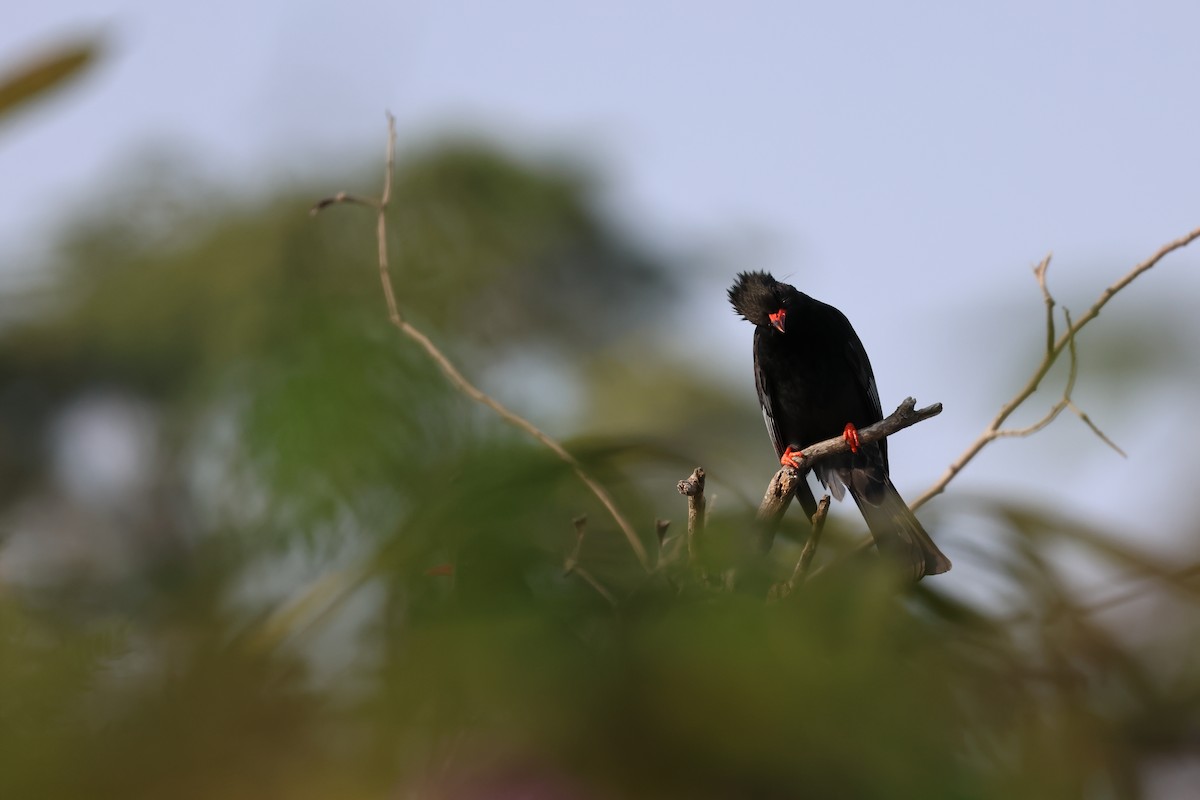 Black Bulbul - ML646627079