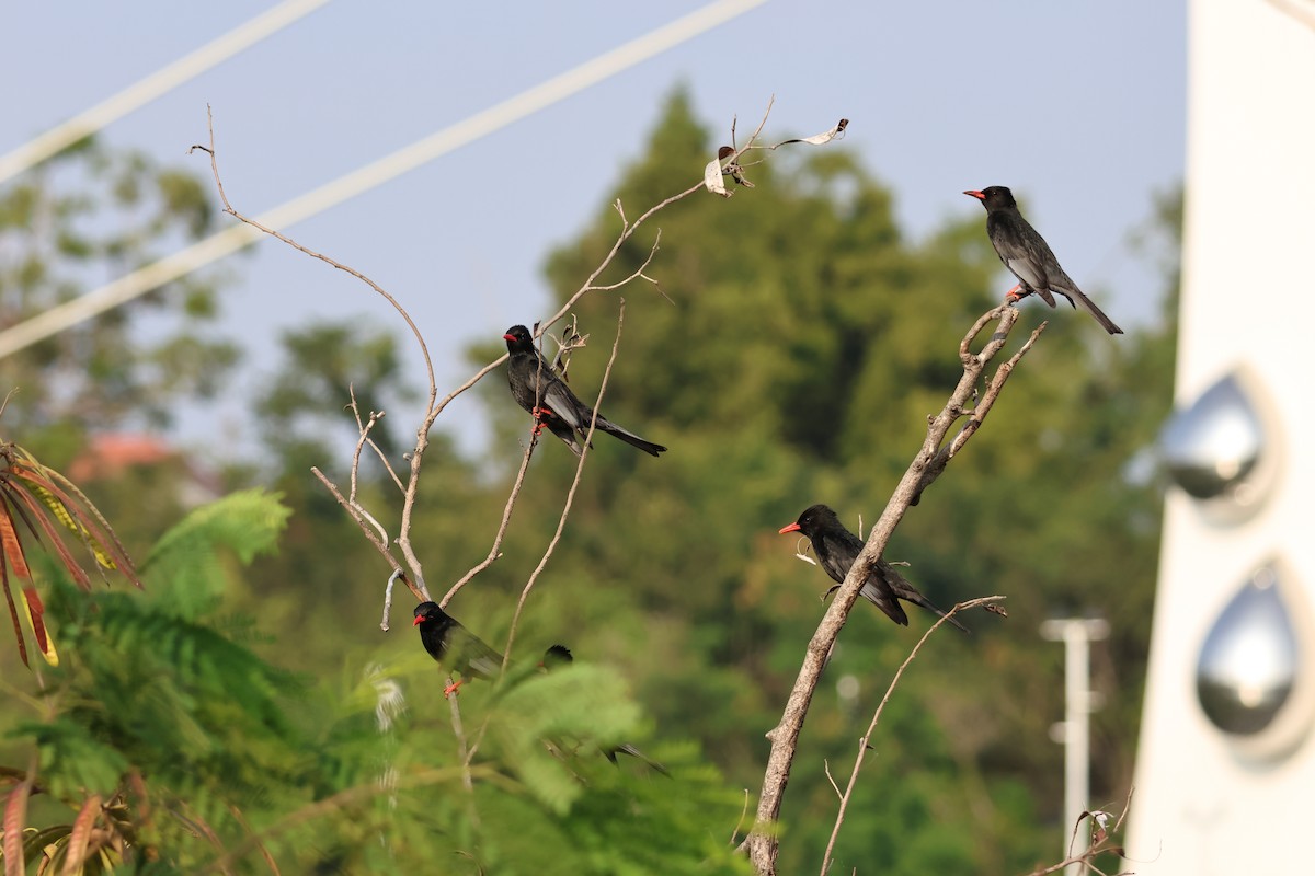 Black Bulbul - ML646627080