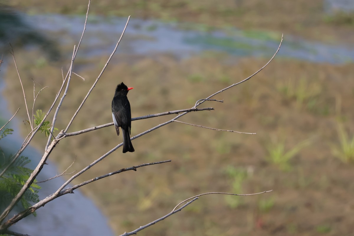 Black Bulbul - ML646627081