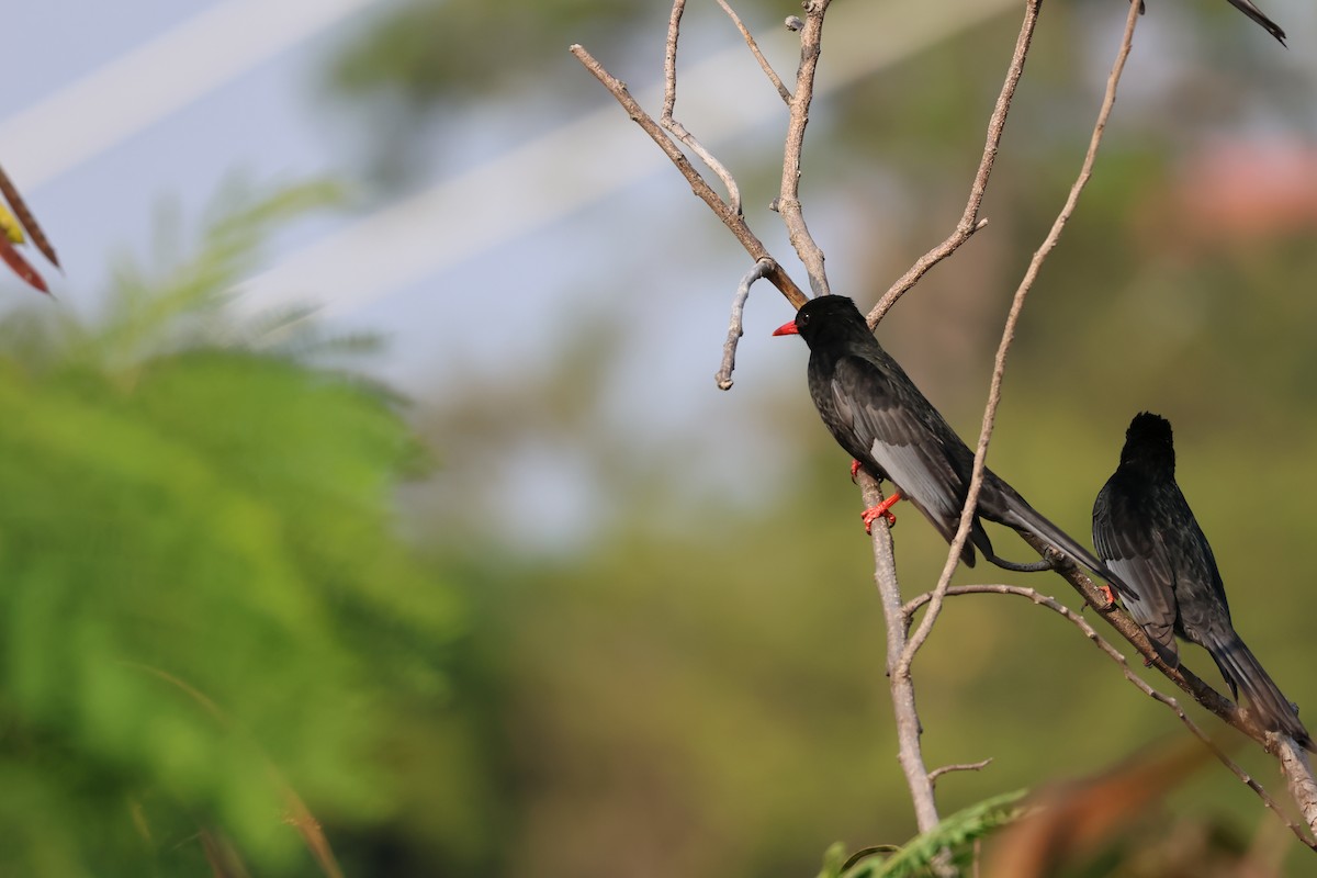 Black Bulbul - ML646627082