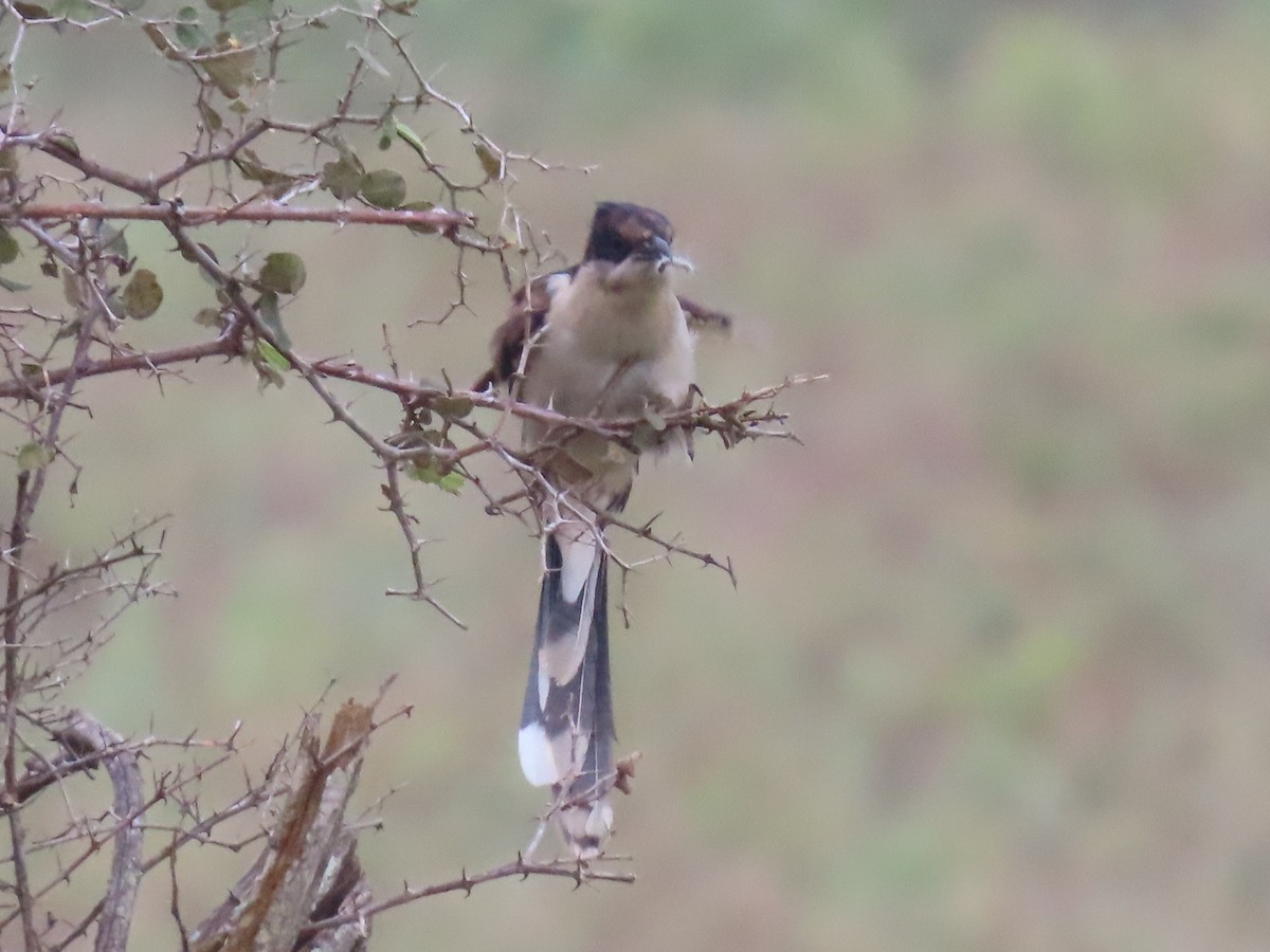 Pied Cuckoo - ML646627083