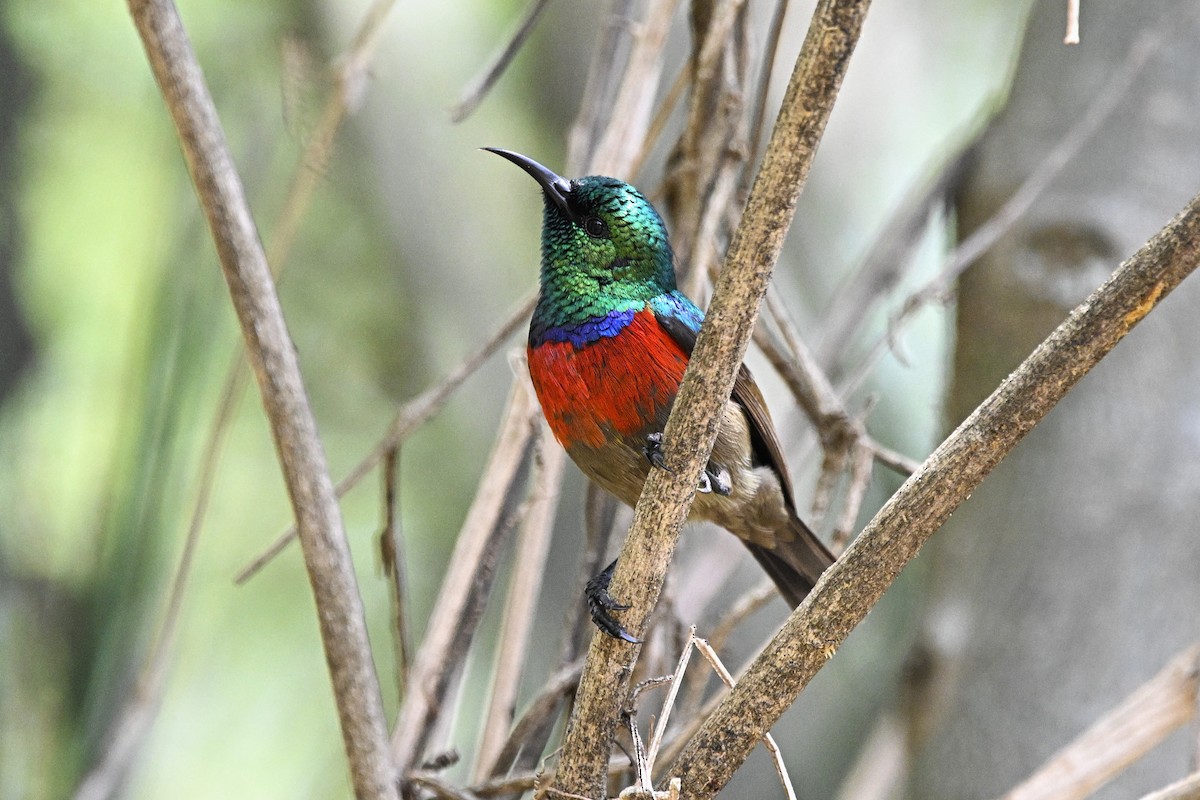 Northern Double-collared Sunbird - ML646627084