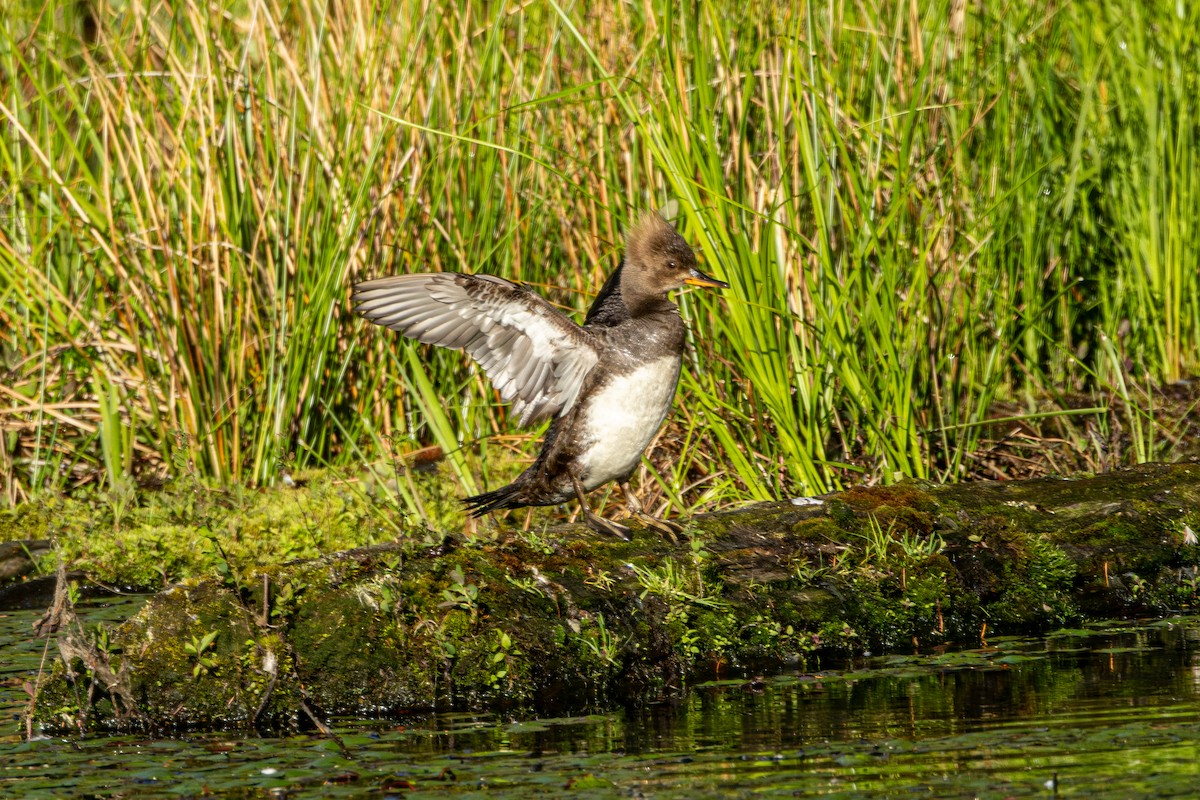 Serreta Capuchona - ML646627085