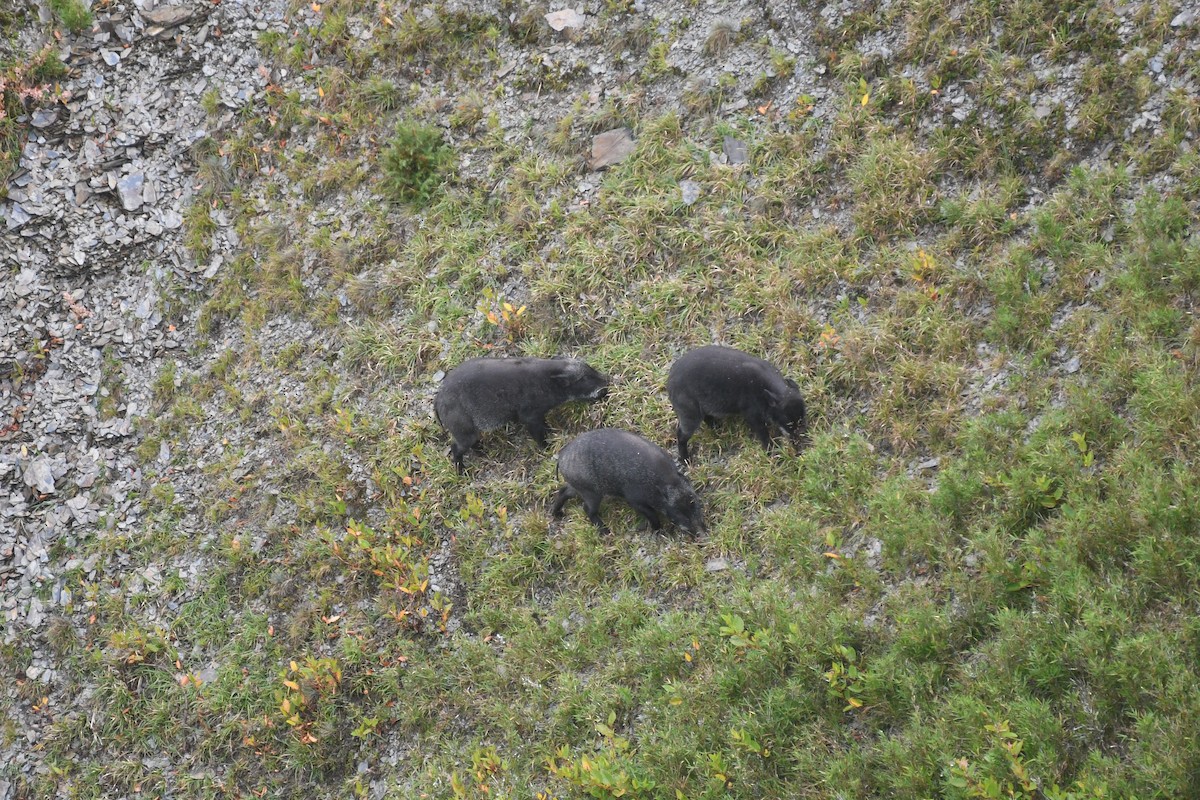 Formosan Boar - ML646627091